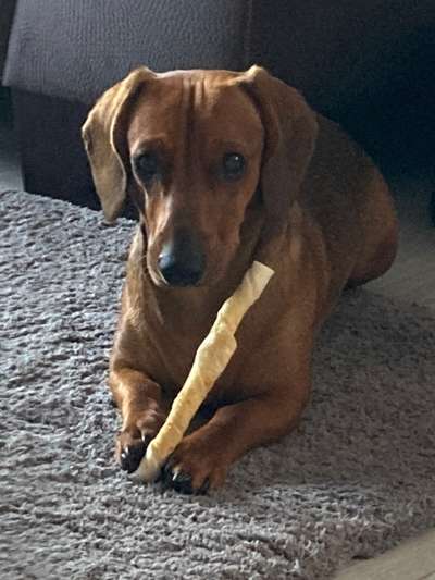 wo sind die Dackelfreunde-Beitrag-Bild