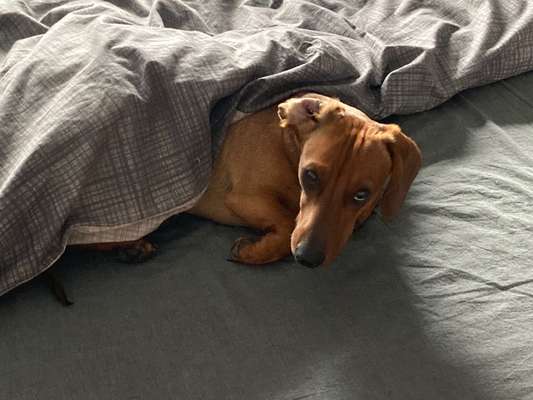 Die besten Hundeblicke 🐾❤️-Beitrag-Bild