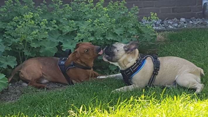 Fotochallenge Nr. 59 - Mein Hund zeigt die Zunge-Beitrag-Bild