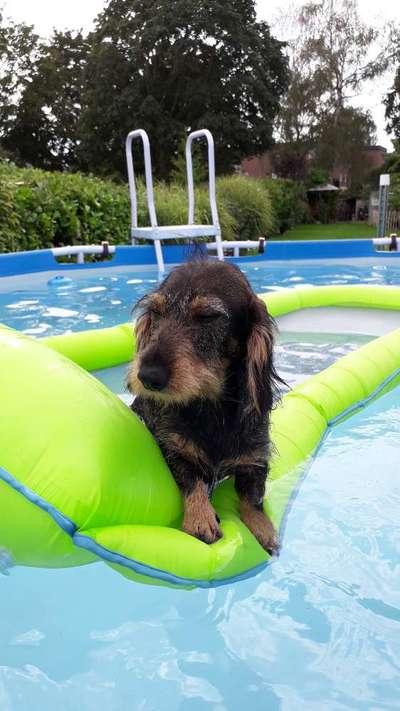 Bild wo euer Hund quatsch macht-Beitrag-Bild