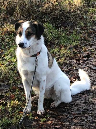 Hunde aus Rumänien-Beitrag-Bild