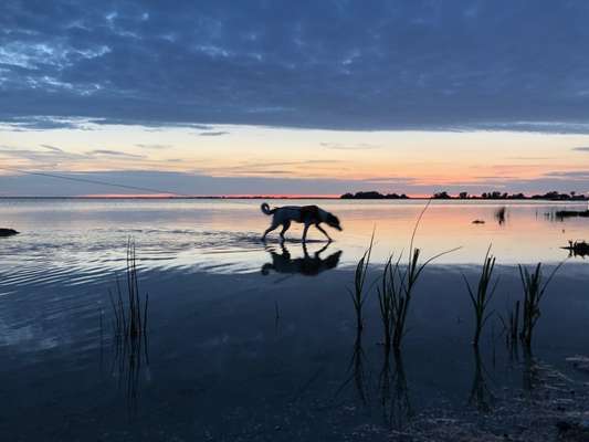 Dogorama Photo Challenge - Tierischer Urlaub-Beitrag-Bild