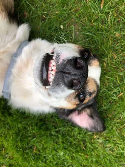 Dogorama Photo Challenge - Einmal lächeln bitte-Beitrag-Bild