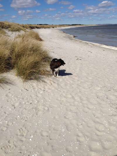 Dogorama Photo Challenge - Tierischer Urlaub-Beitrag-Bild