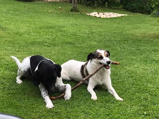 Dogorama Photo Challenge - Die besten Hundebuddys-Beitrag-Bild