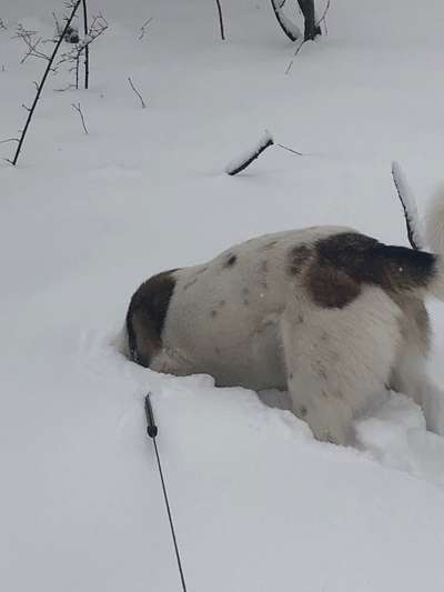 Dogorama Photo Challenge - Es wird nochmal kalt!-Beitrag-Bild