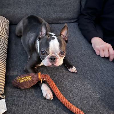 Hundetreffen-Gegend kennenlernen und ruhige Runden-Bild