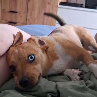 Hundetreffen-🐶 Gassi- & Spielpartner-Bild