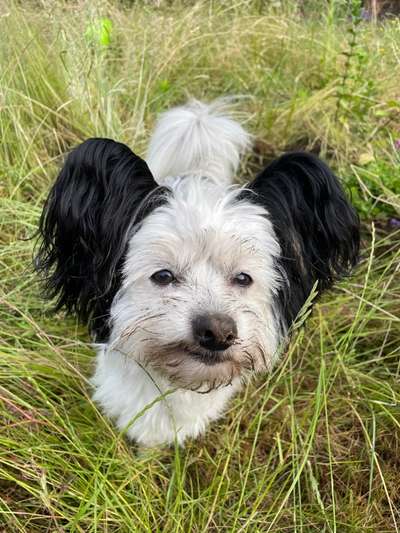 Hundetreffen-Zwergentreff in Widdersdorf-Bild