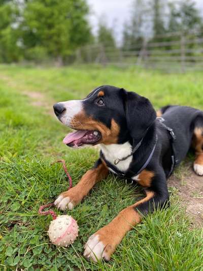 Appenzeller Sennenhunde-Beitrag-Bild