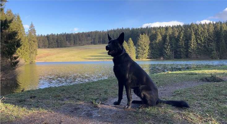 Schäferhund-Beitrag-Bild