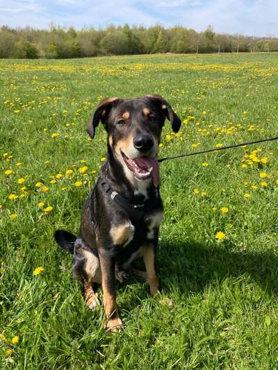 Die Dogorama Monats Challenge "Es grünt und blüht"-Beitrag-Bild