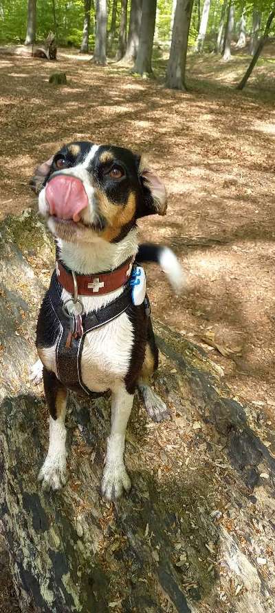 Tongue Out Tuesday-Beitrag-Bild