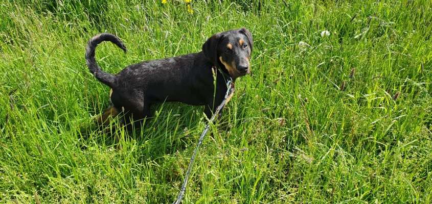 Die Dogorama Monats Challenge "Es grünt und blüht"-Beitrag-Bild