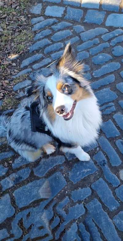 Hundetreffen-Freunde finden in ESA und Umgebung-Bild