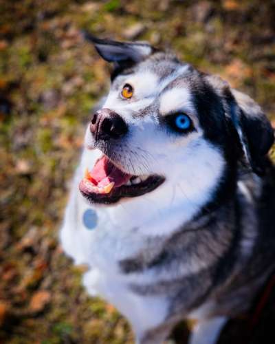 Labradorfans-Beitrag-Bild