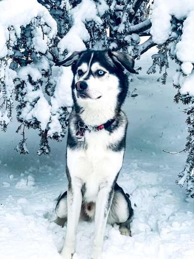 Foto's und Hundemodels-Beitrag-Bild