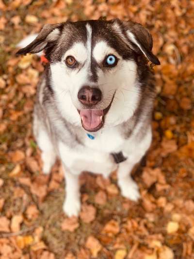 Husky-Beitrag-Bild