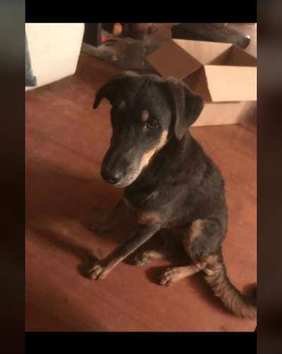 Tierschutzhunde suchen ein Zuhause-Beitrag-Bild