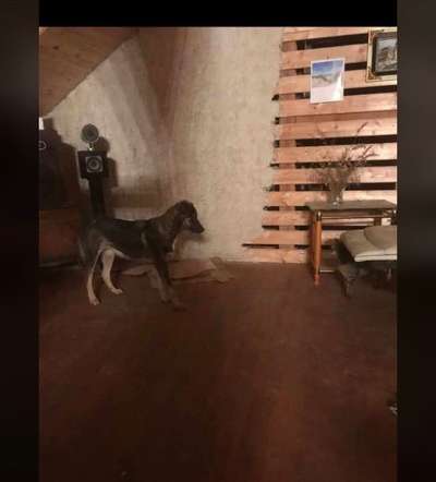 Tierschutzhunde suchen ein Zuhause-Beitrag-Bild