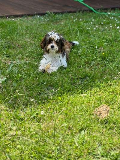 Hundetreffen-Havaneser Treff Saarland-Bild