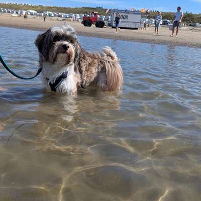 Hundetreffen-Havaneser Treff-Bild