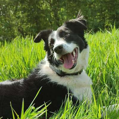 Hundetreffen-Gerne zum Spaziergang durch den Leipziger Auwald. Wohne in Leutzsch. Beste Grüße Fenja und Richard-Bild