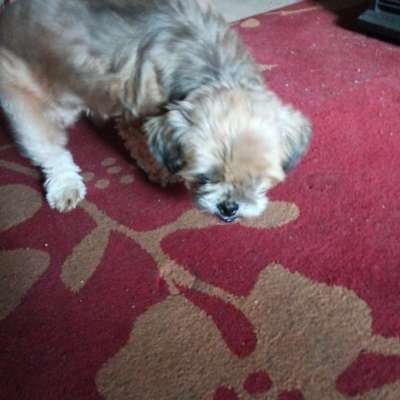 Hundetreffen-Hundesitter suchen-Bild