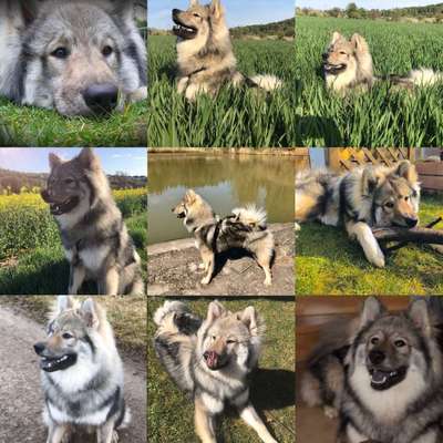 Zeigt mal die schönsten Bilder von euren Hunden !-Beitrag-Bild