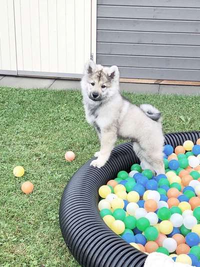 Dein Hund im Dogorama-Kalender 2021-Beitrag-Bild