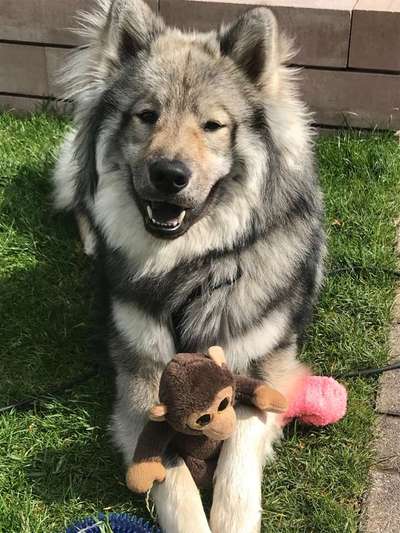 Dein Hund im Dogorama-Kalender 2021-Beitrag-Bild