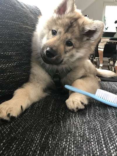 Dein Hund im Dogorama-Kalender 2021-Beitrag-Bild