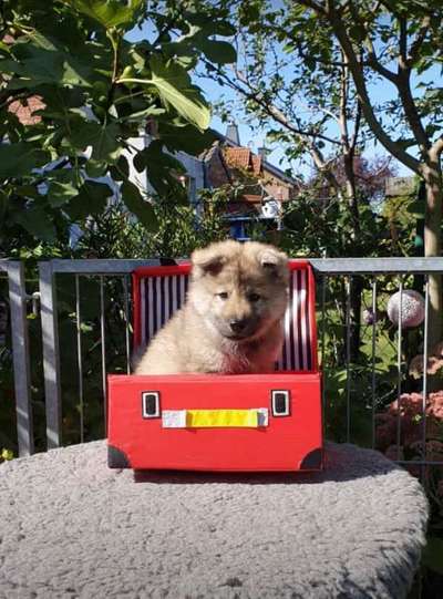 Dein Hund im Dogorama-Kalender 2021-Beitrag-Bild