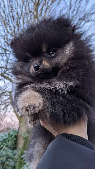 Hundetreffen-Kleinhunde Welpen Treffen-Bild