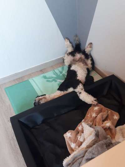 Die Dogorama Wochen Challenge-Beitrag-Bild