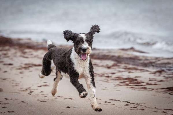 Die Dogorama Kalender Challenge Titelbild-Beitrag-Bild