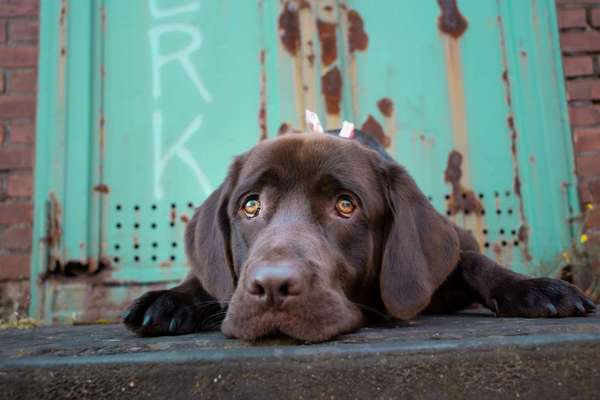 Hundetreffen-Gassibegleiter und Spielpartner gesucht :)-Bild