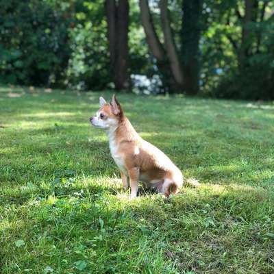 Hundetreffen-Hundetreffen in Riedberg ( kleine hunde)-Bild