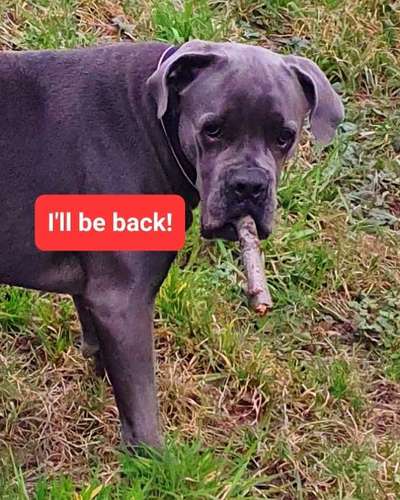 Hunde Memes-Beitrag-Bild