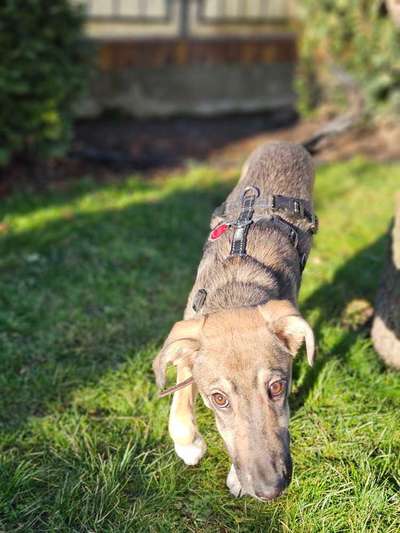 Hundetreffen-Gassi Runde, Spielen ,Neue Freunde kennenlernen-Bild