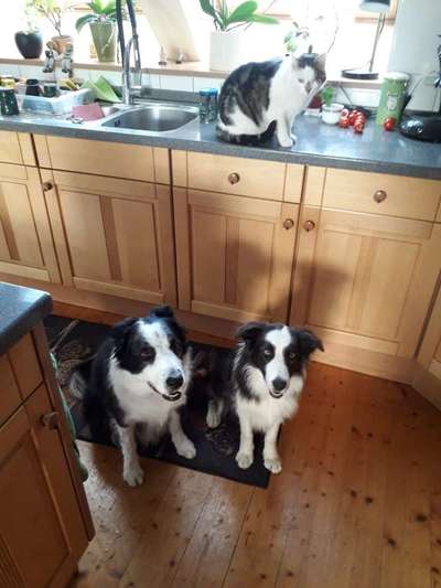 Gibt's hier noch mehr Border Collies???-Beitrag-Bild