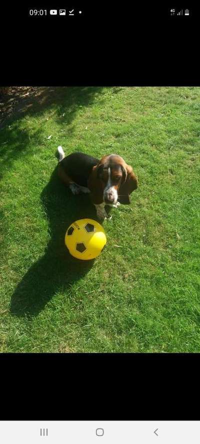 Basset Hound-Beitrag-Bild