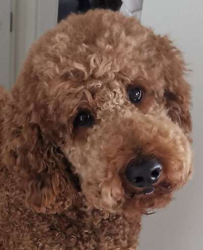 Die Dogorama Kalender Challenge Titelbild-Beitrag-Bild