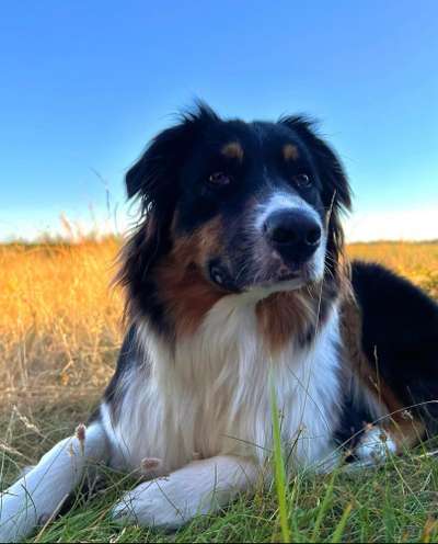 Aussies-Beitrag-Bild