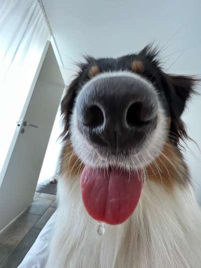 Zeigt mir die tollste Nahaufnahme von eurer Fellnase-Beitrag-Bild