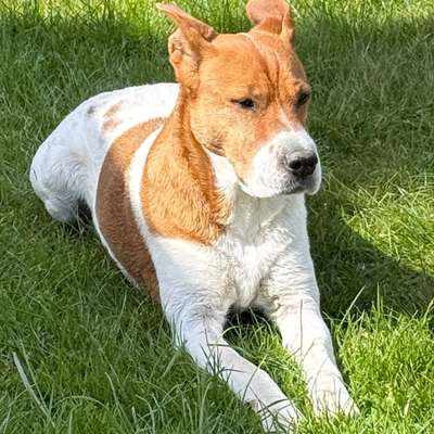 Hundetreffen-Spaziergang-Bild