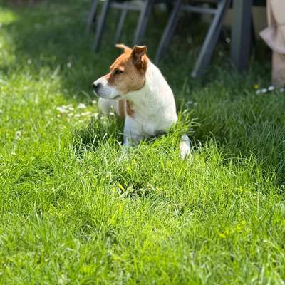 Hundetreffen-Mary 7 Jahre-Bild