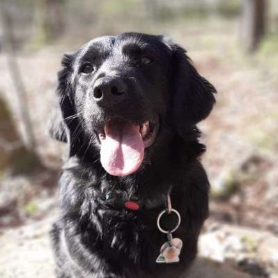 Hundetreffen-Spielen und Wandern-Bild