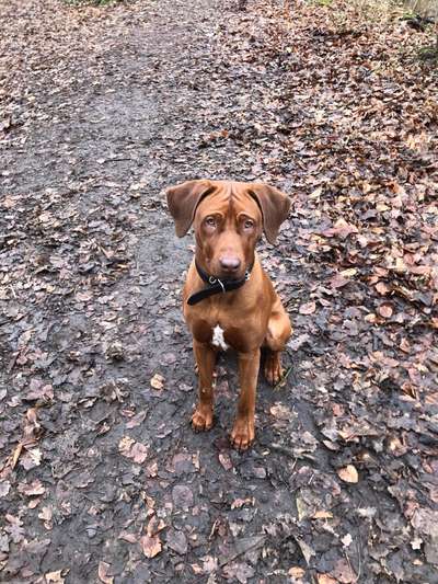 Hunderunde-Beitrag-Bild