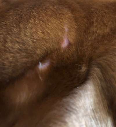 Rhodesian Ridgeback-Beitrag-Bild